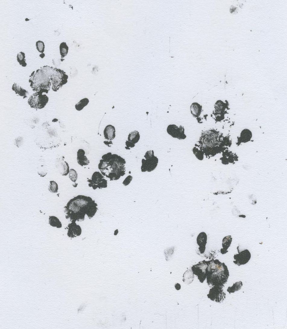 Footprints are one of the most reliable ways of looking for hedgehogs