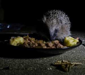 Hedgehog Street is as much about people as it is about hedgehogs
