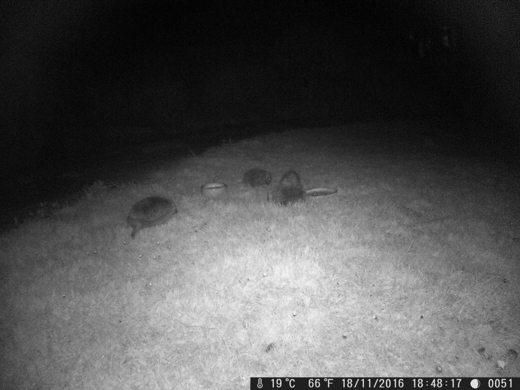 11-12. 05.17. up to 4 hedgehogs,2 fight (25)