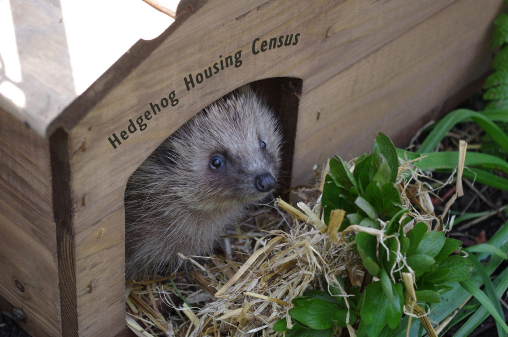 The first national survey of hedgehog houses