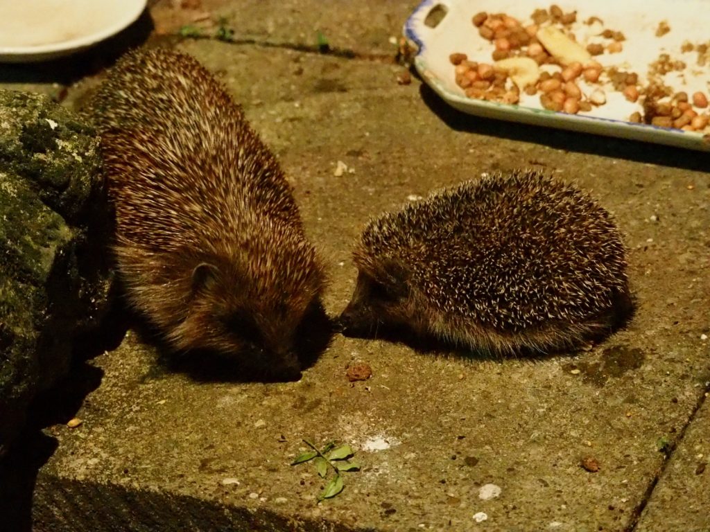 P7129127 - hogletを口説こうとする大きなオス