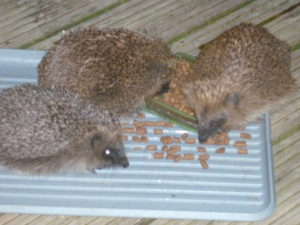 Hedgehogs May 2016_0361