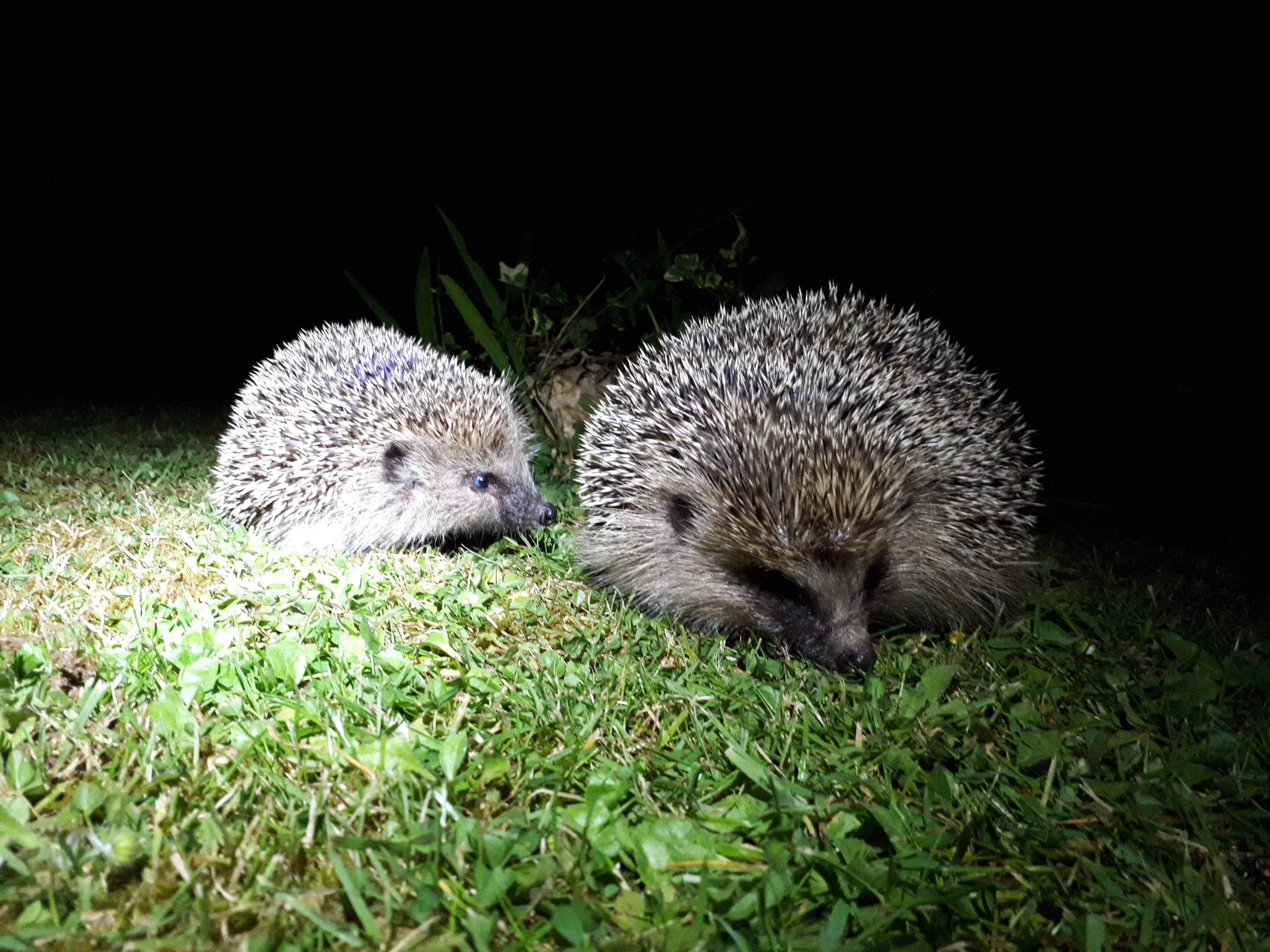 Explore guidance and tips on surveying hedgehogs