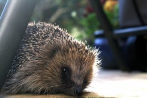 Photo: Julie Wilkinson, Hedgehog Street