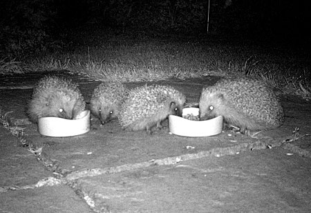 hedgehog night vision camera