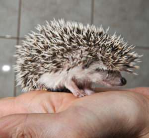 A young four-toed hedgehog. Image by Pueri Michał Klimont via Wikimedia Commons.