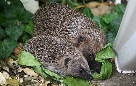 Western European hedgehogs are members of Erinaceus. Image by Chris Groves.