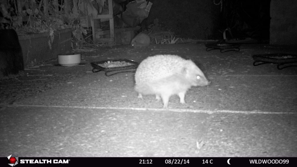 hedgehog night vision camera