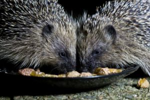 Hedgehogs eating