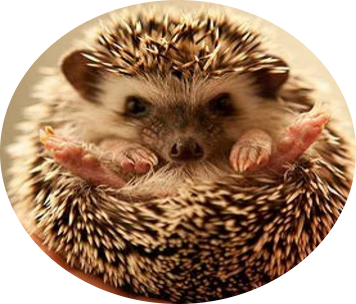 Does The Same Hedgehog Use A Wooden House All Year Round? - Hedgehog Street