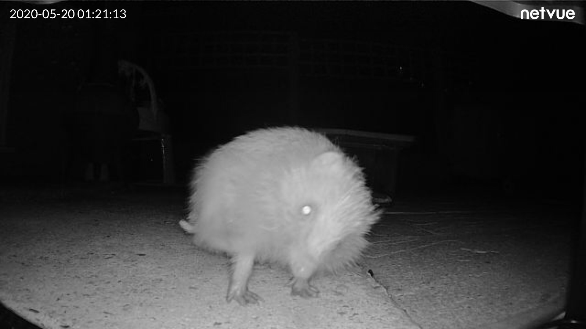 Karen French Hedgehog Street