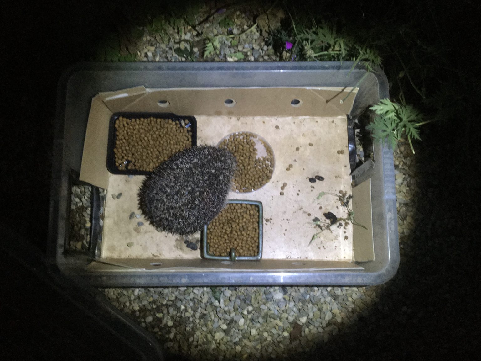 Tips to keep cats away from hedgehog food Hedgehog Street