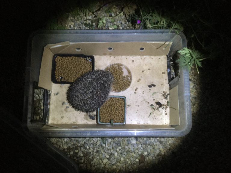 Tips to keep cats away from hedgehog food Hedgehog Street