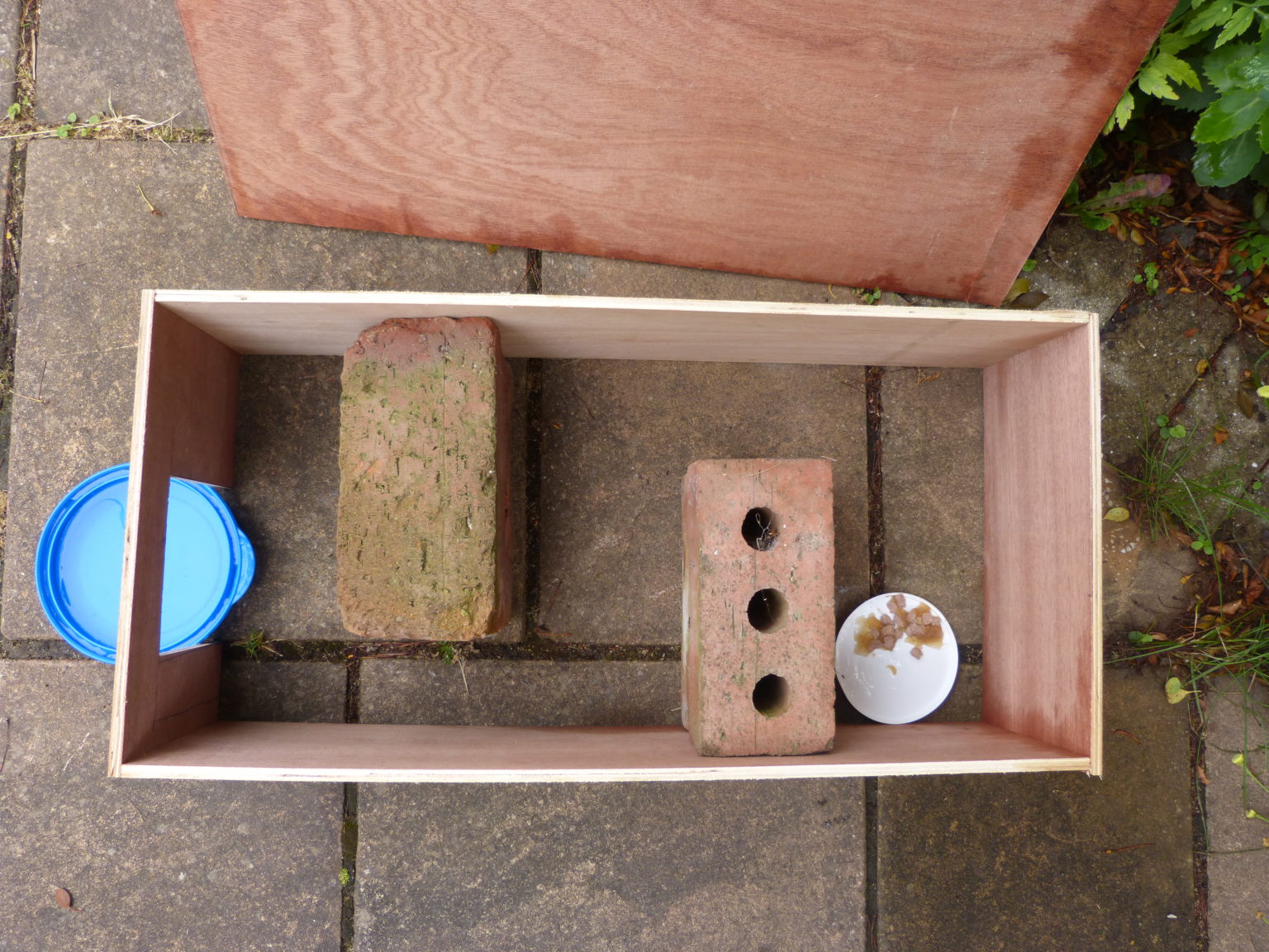 Feed hedgehogs Hedgehog Street