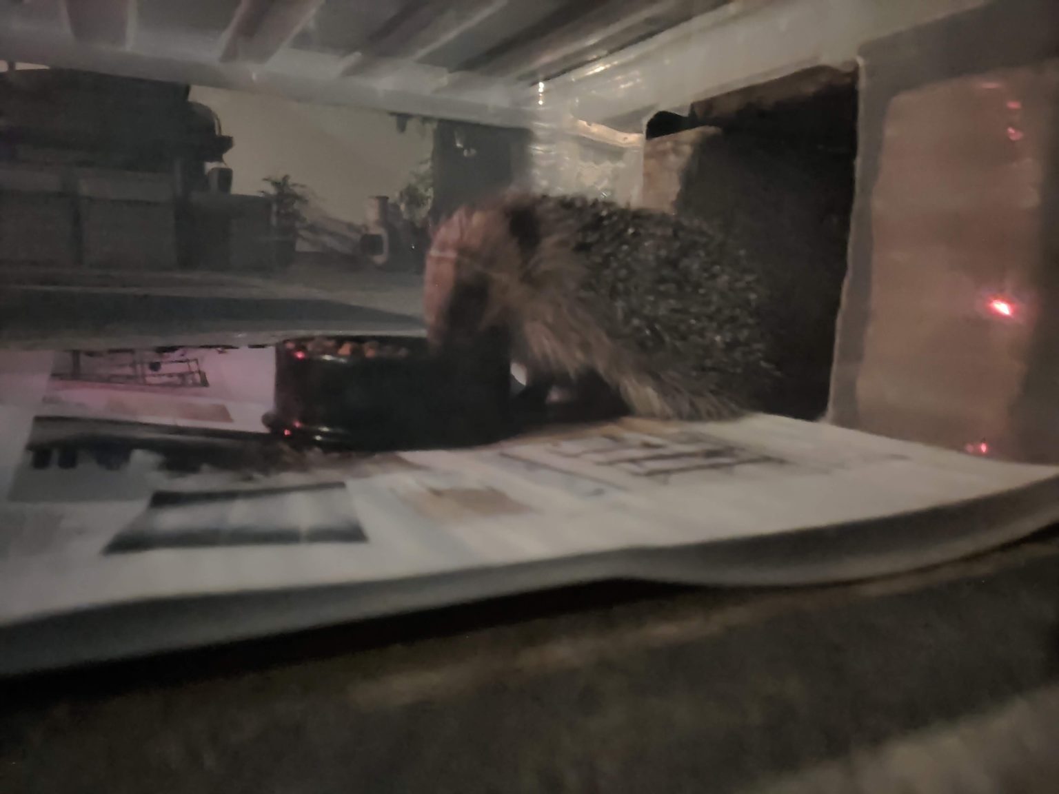 Tips to keep cats away from hedgehog food Hedgehog Street