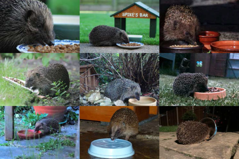 Feeding hedgehogs Hedgehog Street
