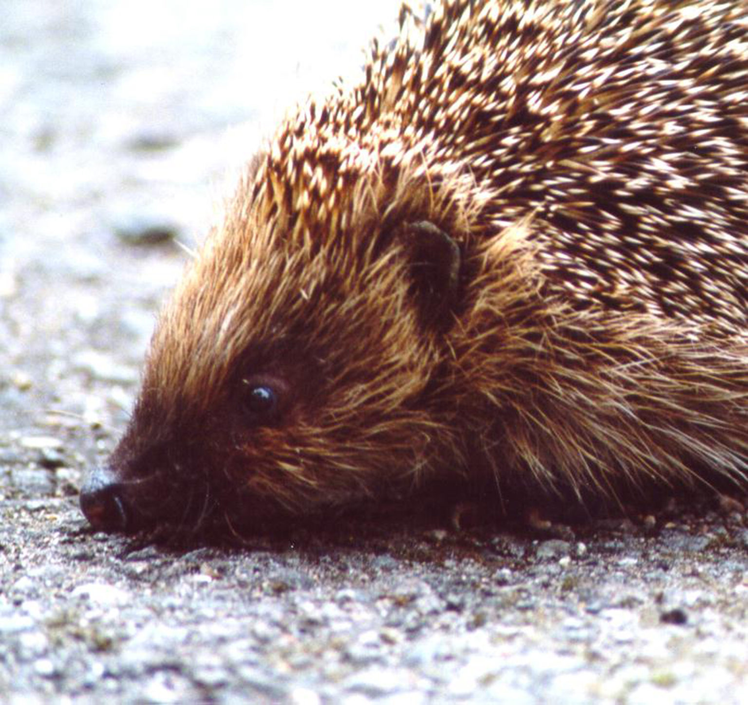 Hedgehogs on roads the problems and solutions Hedgehog Street