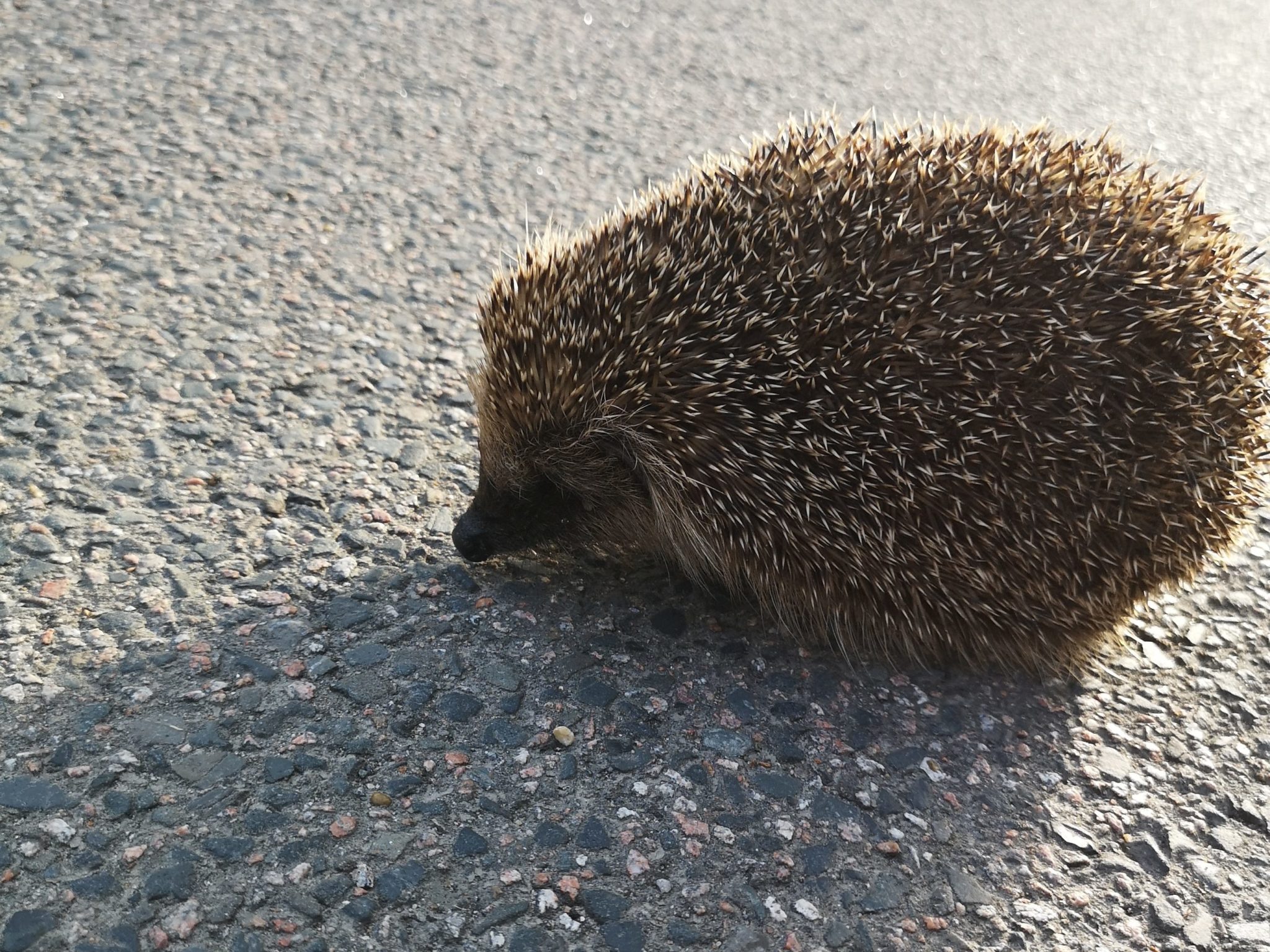 Hedgehogs on roads the problems and solutions Hedgehog Street