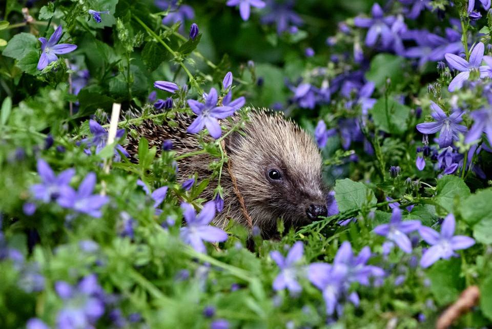 Hedgehog in purple garden flowers. Photo credit Duncan Eames