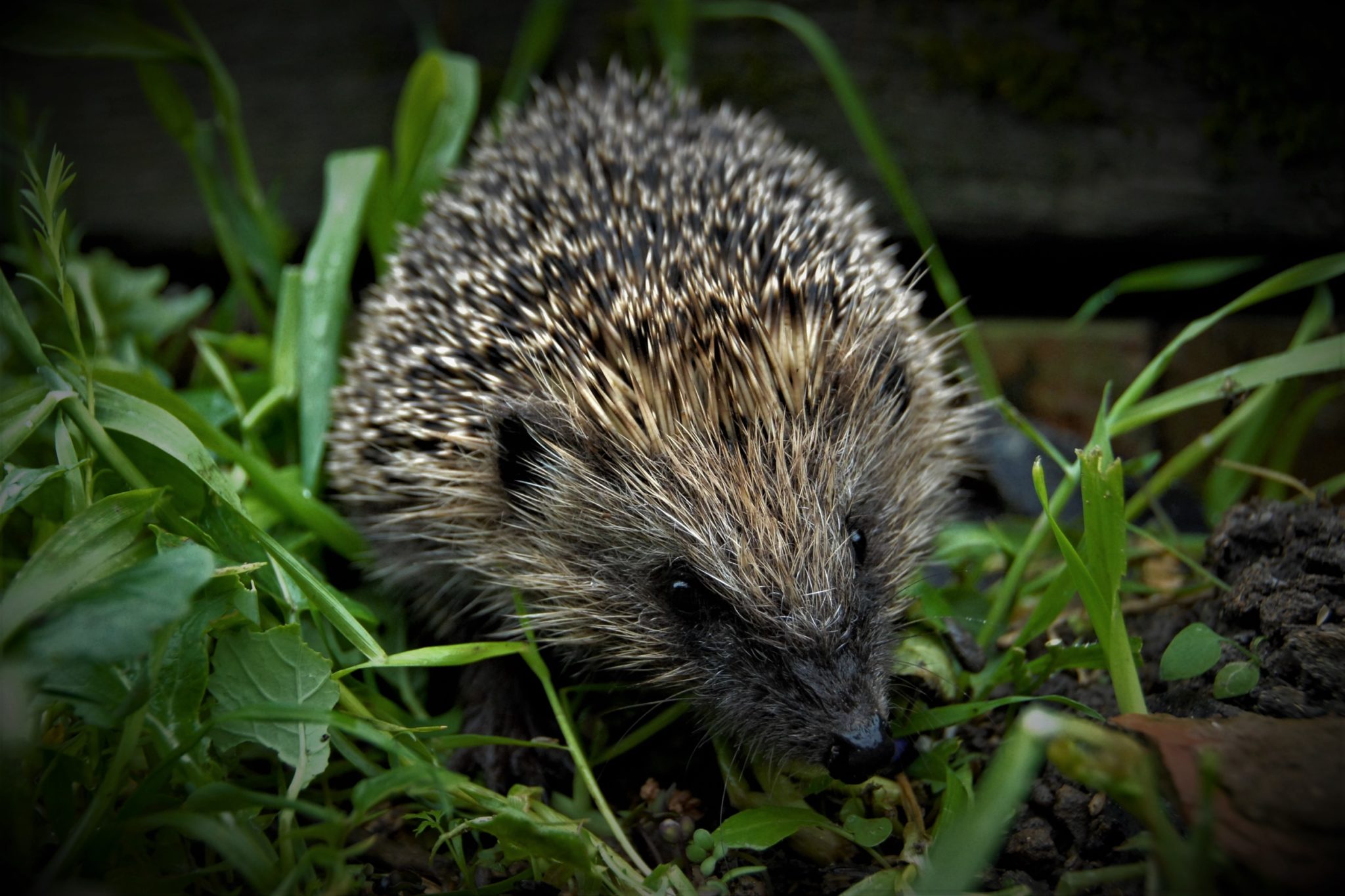 All about hedgehogs their behaviour, ecology, distribution