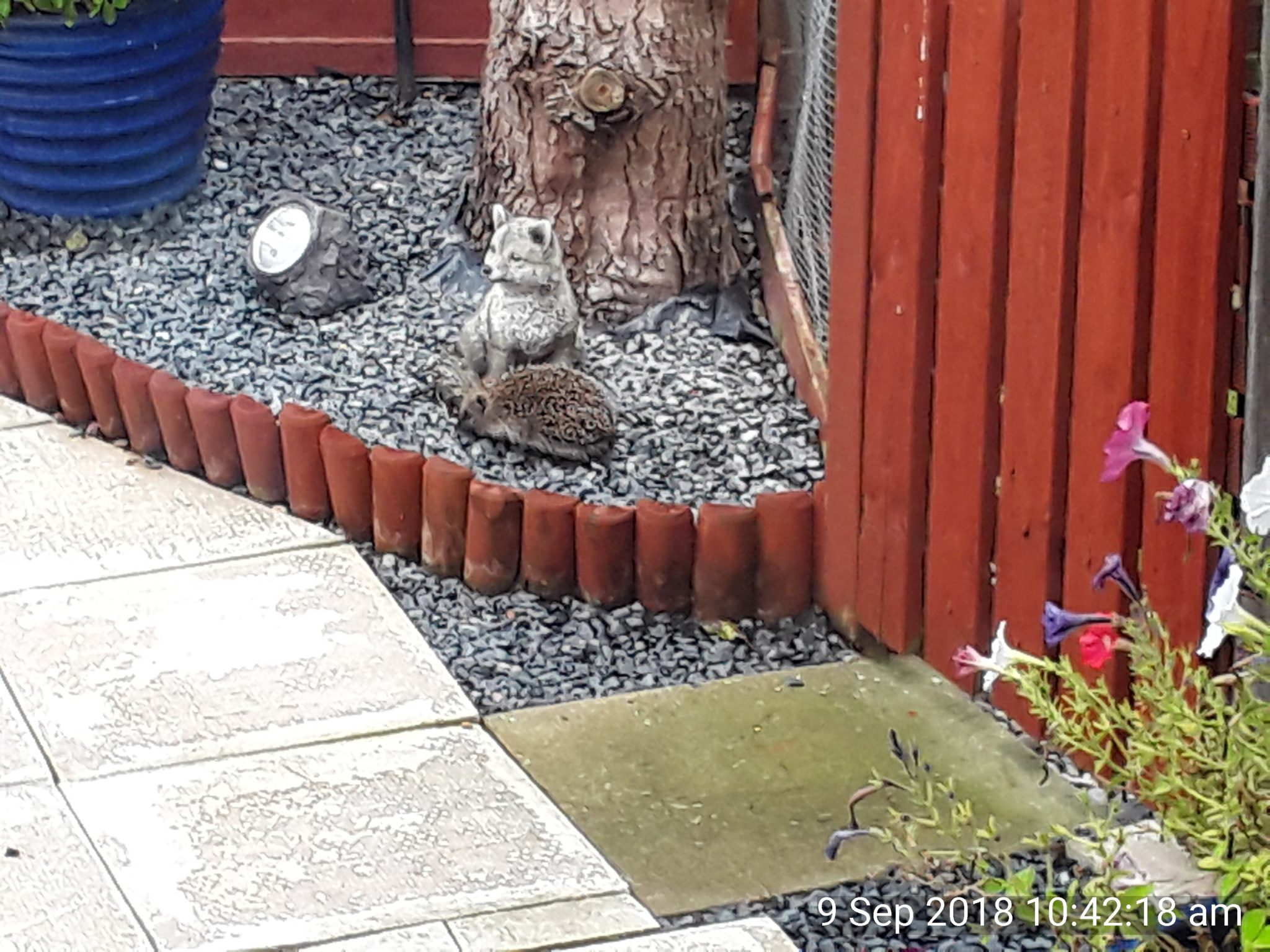 alan-sproston-0cb1d994-hedgehog-street