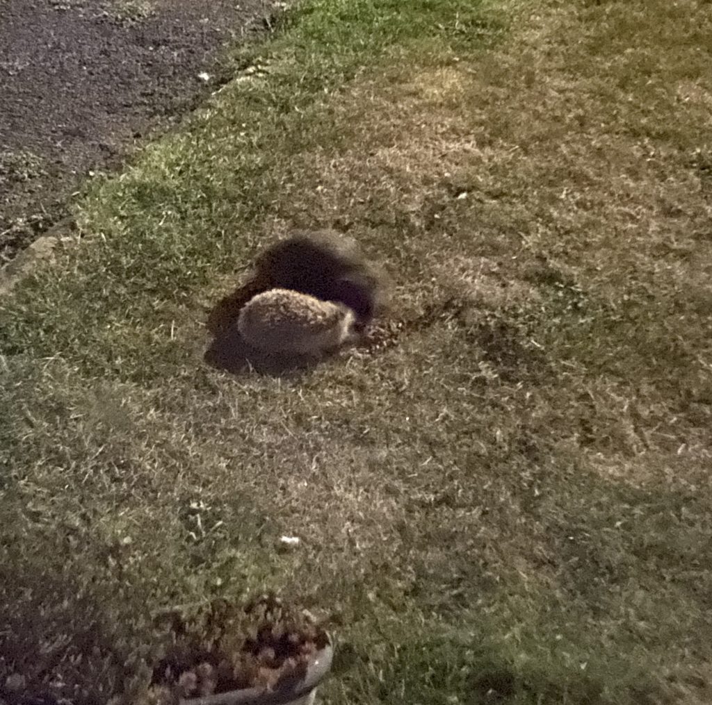 Carla Mawson 58dfc0dd5 Hedgehog Street