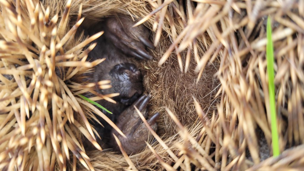 Nesting hedgehog