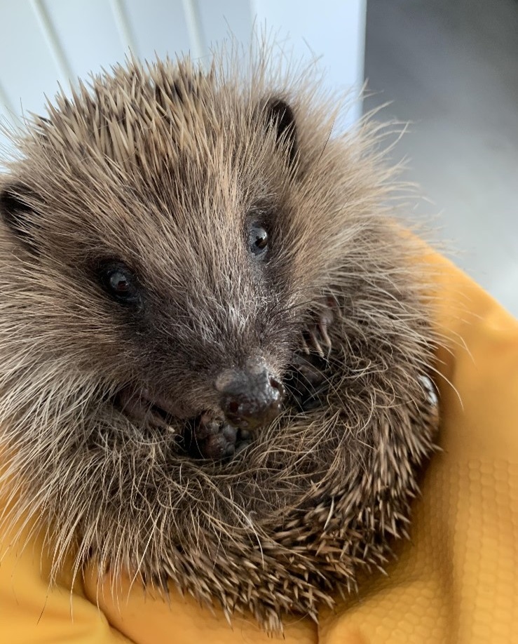 A rescued hoglet