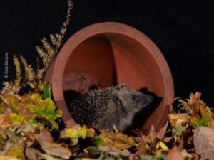 Hedgehog in a planter by Cate Barrow (with credit)