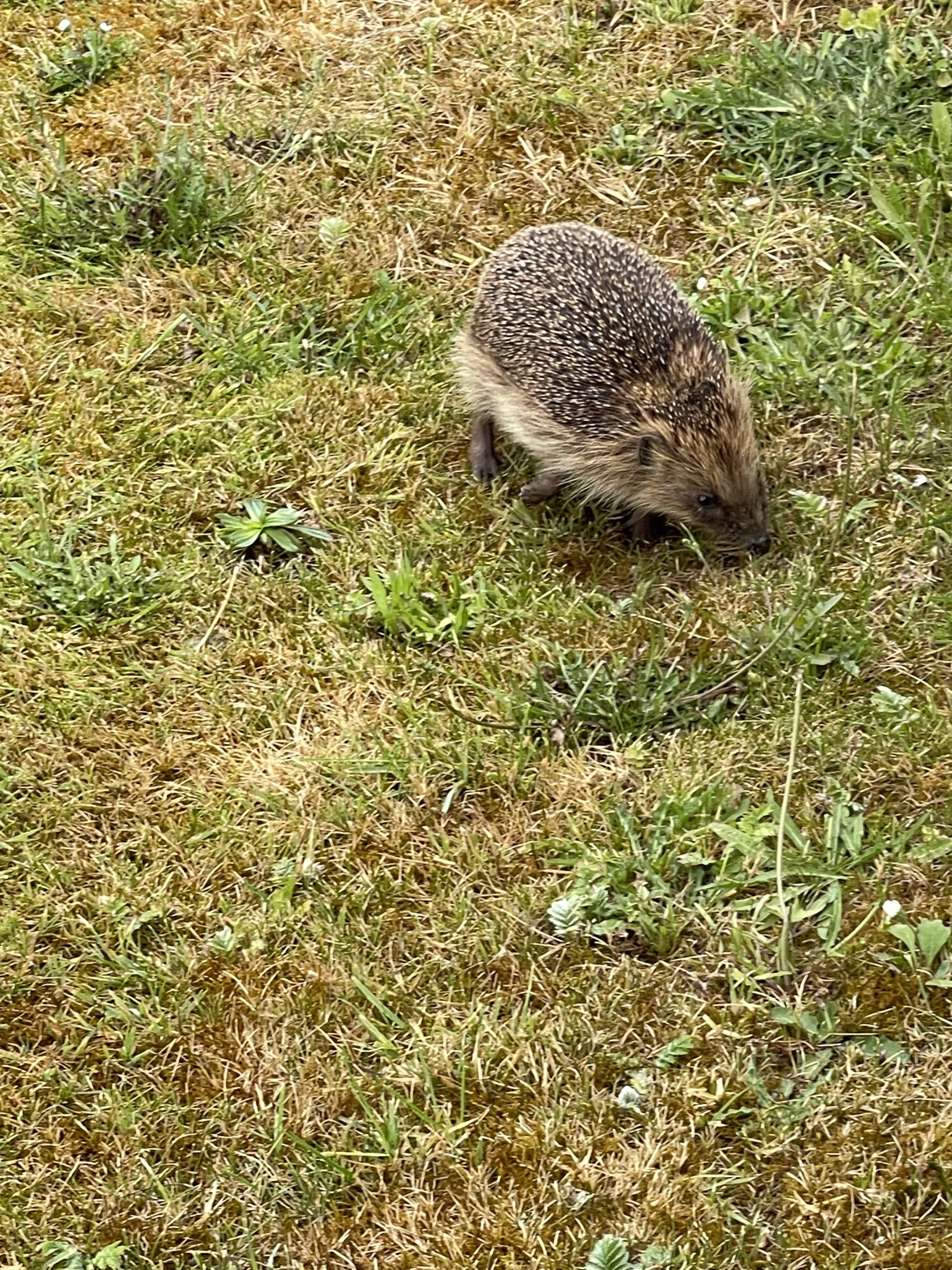 Home Hedgehog Street