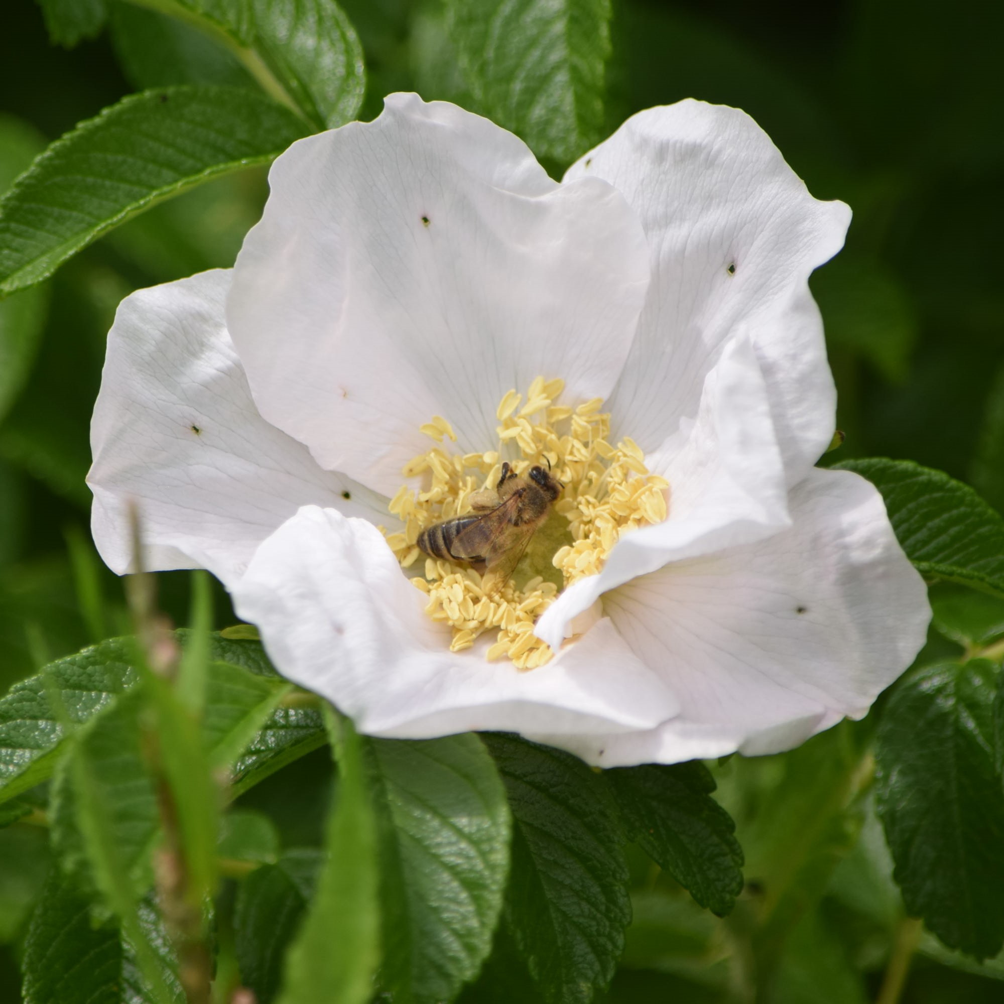 Garden hedges for wildlife - Hedgehog Street