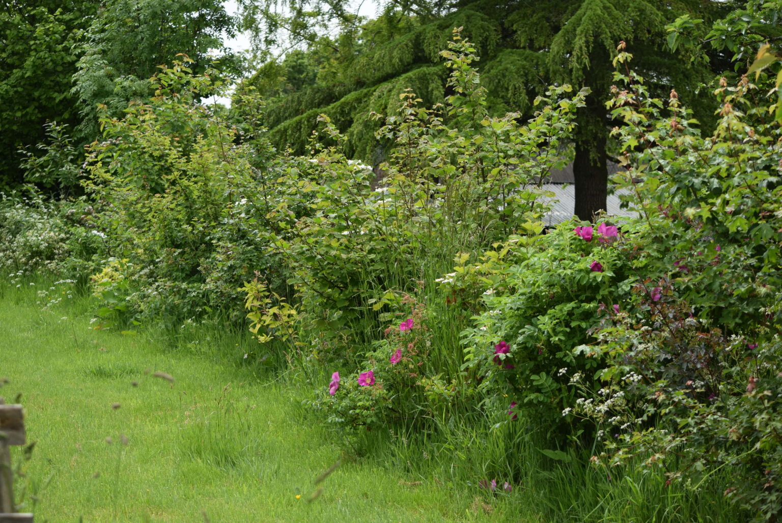 Garden hedges for wildlife Hedgehog Street