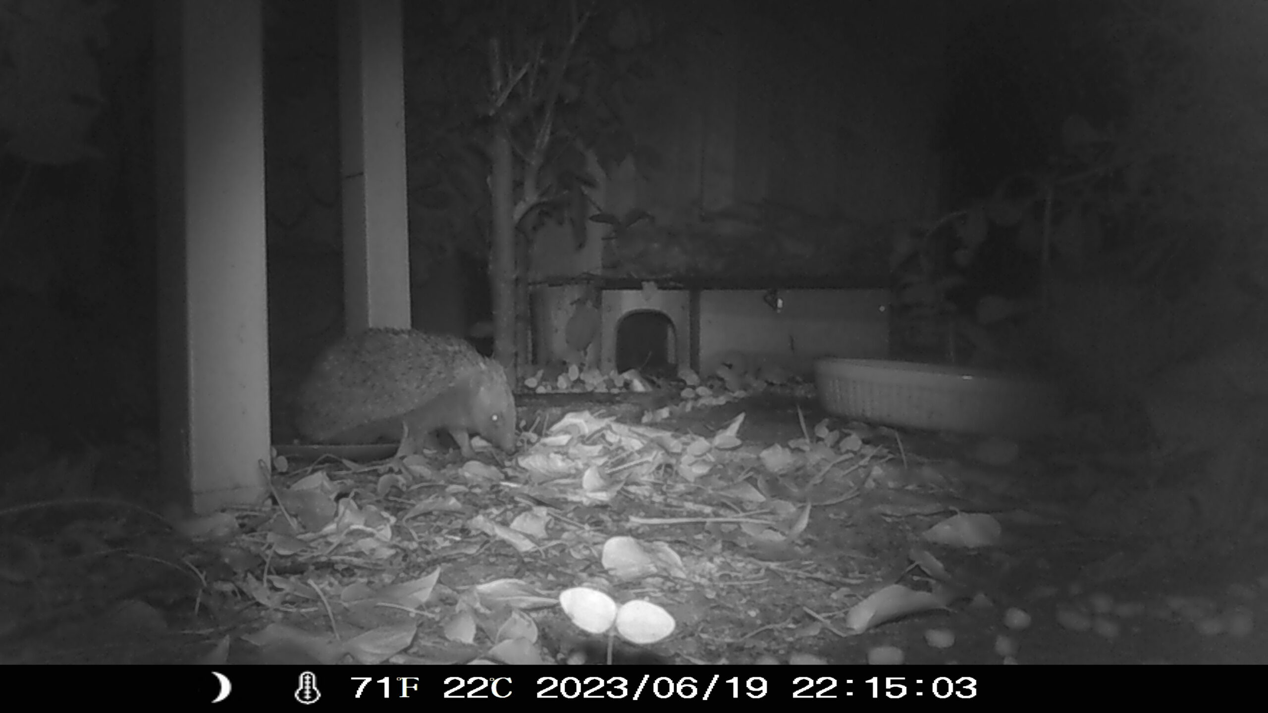 imag0025-hedgehog-street