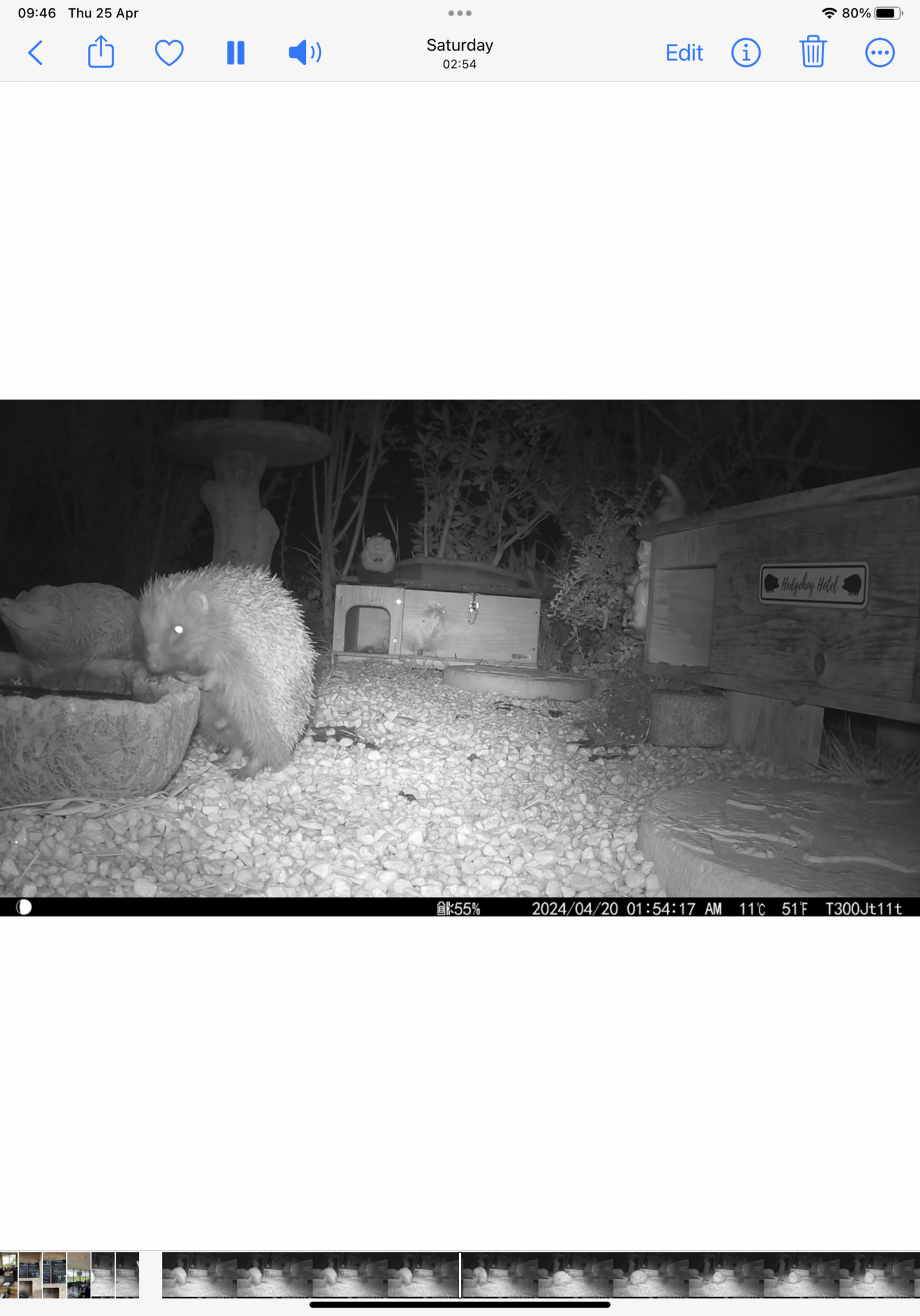 img-3717-hedgehog-street
